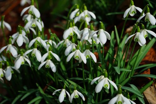 snowdrop blossom bloom