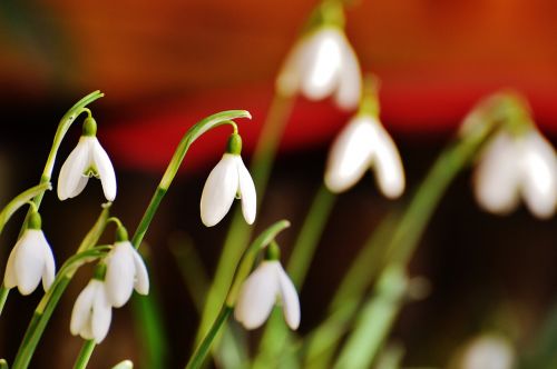 snowdrop flowers spring flower