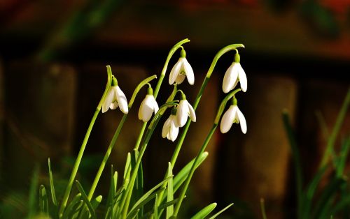 snowdrop flowers spring flower