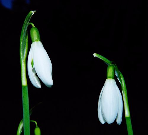 snowdrop flowers tender