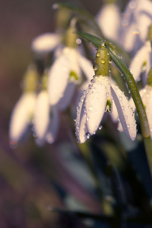 snowdrop spring flower