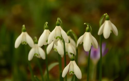 snowdrop signs of spring spring