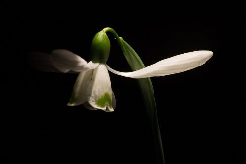 snowdrop macro white flowers