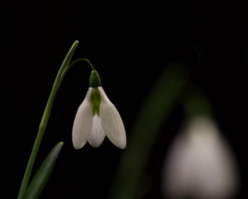 snowdrop macro white flowers