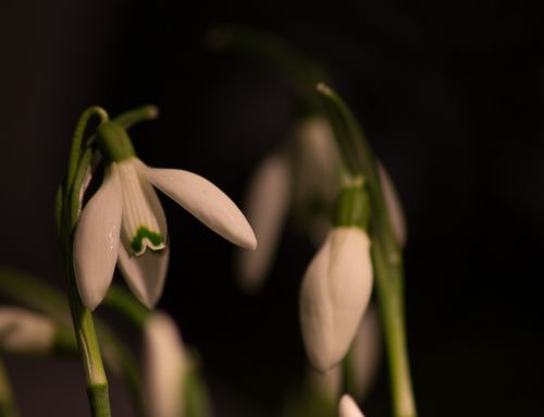 snowdrop macro white flowers