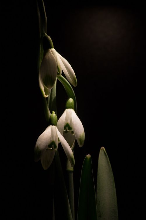 snowdrop macro white flowers