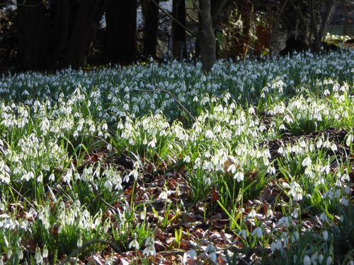 snowdrop forest spring