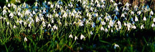 snowdrop flowers white