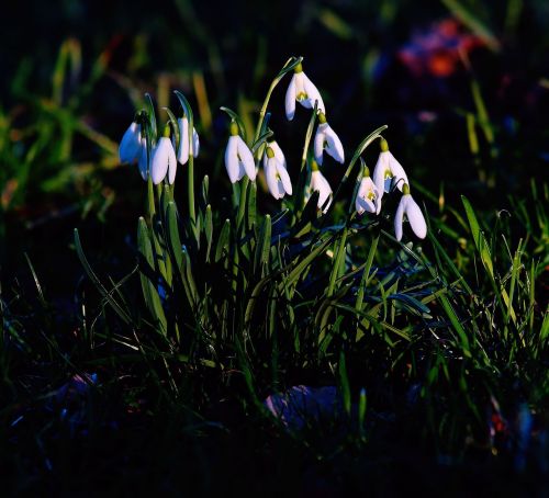 snowdrop flowers white