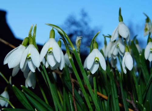 snowdrop spring signs of spring