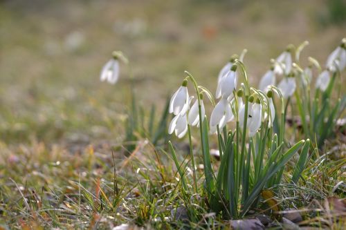 snowdrop spring flower