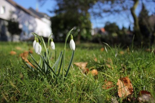 snowdrop spring signs of spring