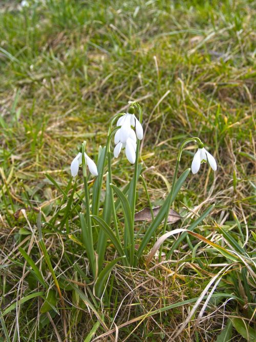 snowdrop signs of spring spring