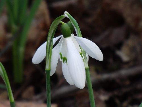 snowdrop nature affection