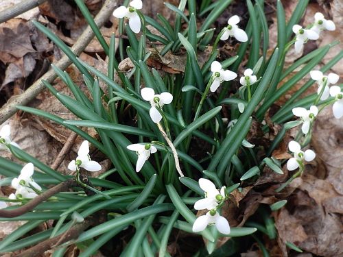 snowdrop spring signs of spring