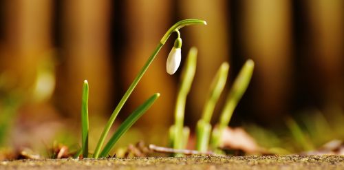 snowdrop plant flower