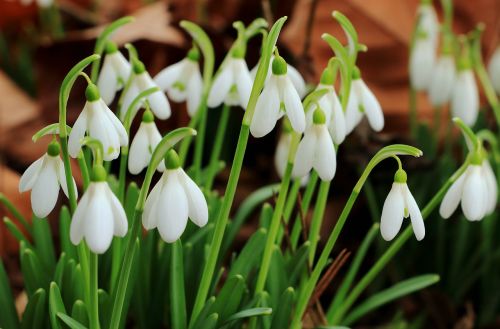 snowdrop flowers spring