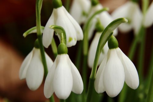 snowdrop flowers spring