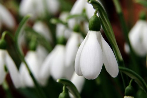 snowdrop flowers spring