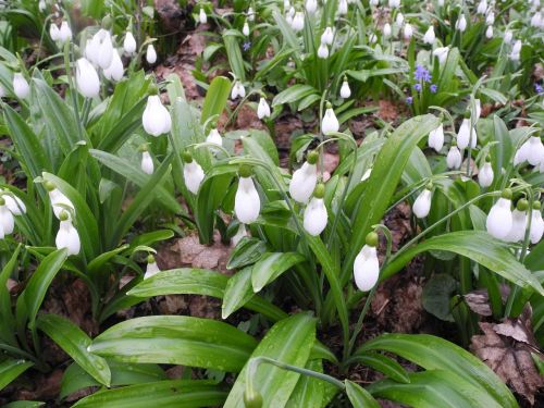 snowdrop flowers spring