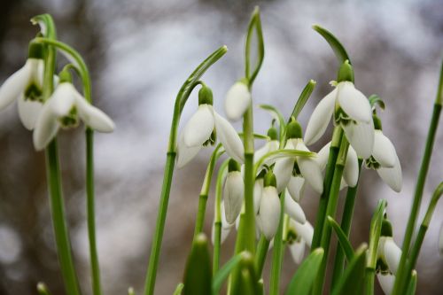 snowdrop spring flowers signs of spring