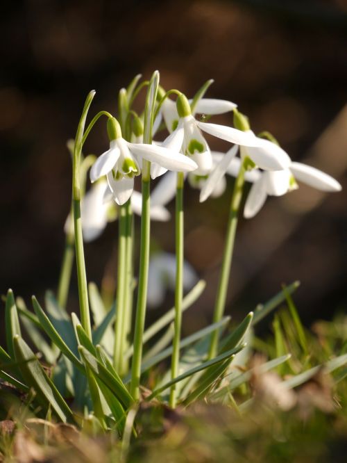 snowdrop flower spring