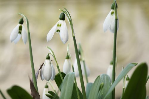 snowdrop flower blossom