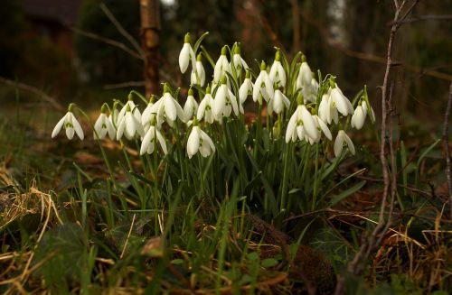 snowdrop flowers spring