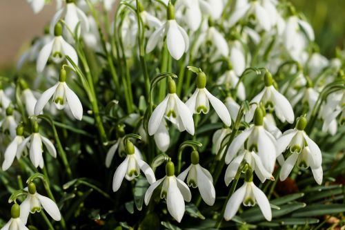 snowdrop flowers bloom