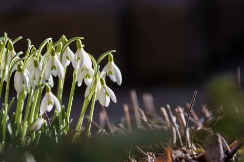 snowdrop spring flowers