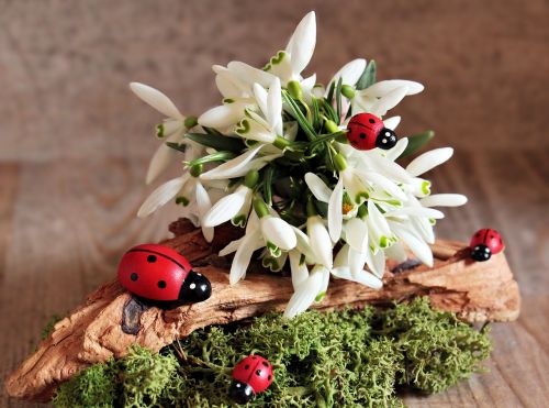 snowdrop ladybug flower