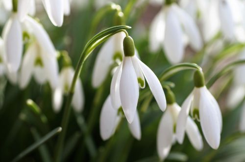 snowdrop the messenger of spring spring