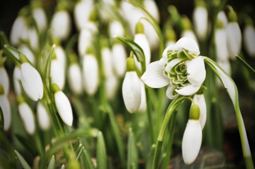 snowdrop snowdrops spring