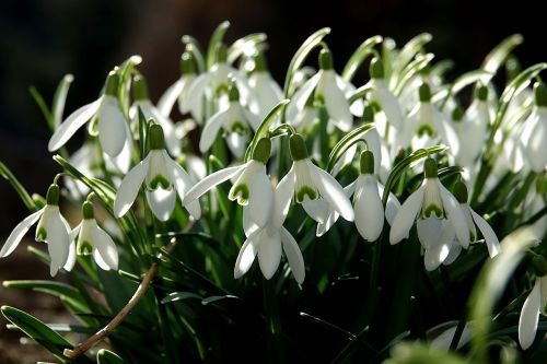 snowdrop galanthus amaryllis plant