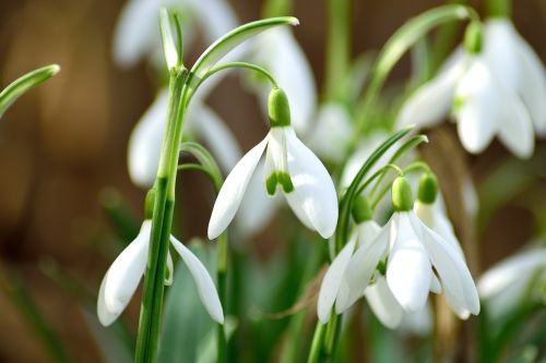 snowdrop spring close