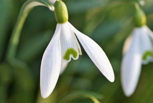 snowdrop white spring