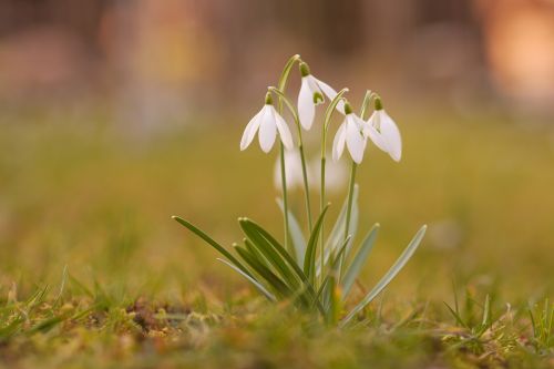 snowdrop nature spring