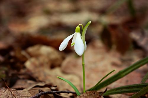 snowdrop flower plant