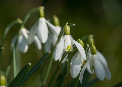 snowdrop galanthus close