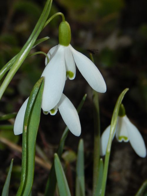 snowdrop early bloomer spring flower