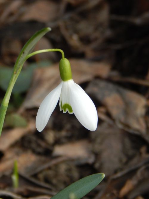 snowdrop spring signs of spring