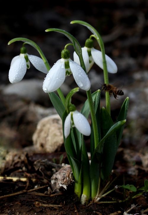 snowdrop white spring