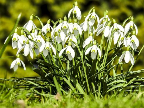 snowdrop flower blossom