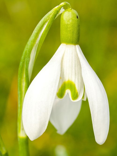 snowdrop flower blossom