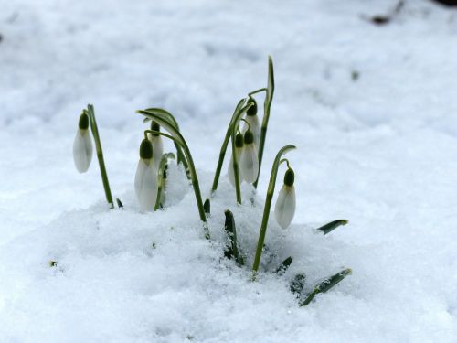 snowdrop flower blossom