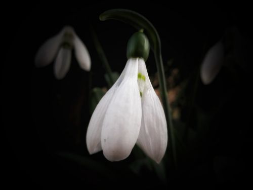 snowdrop flowers snowdrop spring