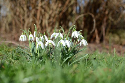 snowdrop spring flower