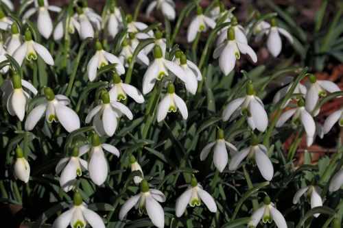 snowdrop flowers white