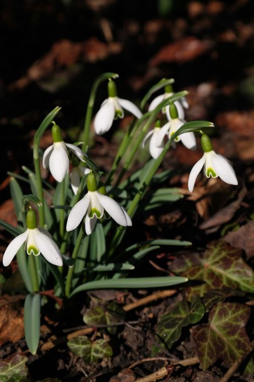 snowdrop flowers white