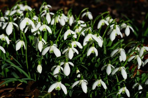 snowdrop flowers white